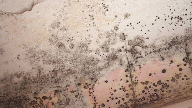 Why You Should Choose Our Mold Remediation Services in Burlington, WI